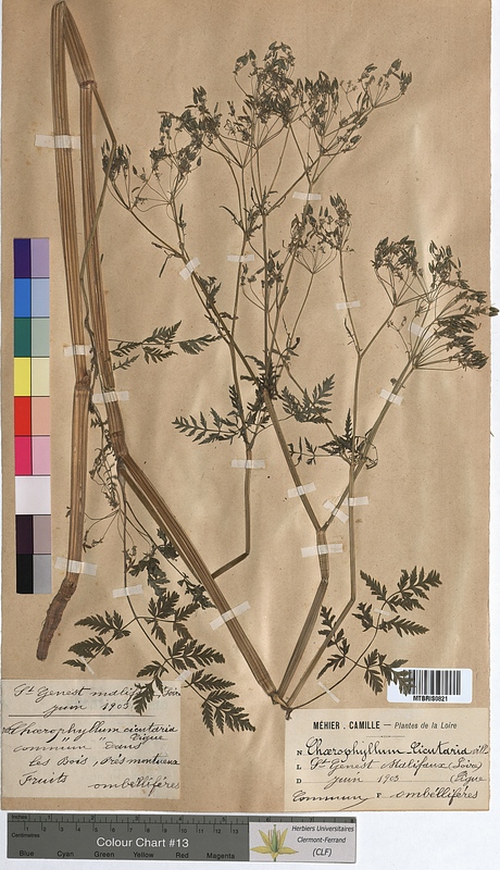 Chaerophyllum cicutaria (Apiaceae)