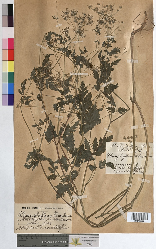 Chaerophyllum temulum (Apiaceae)