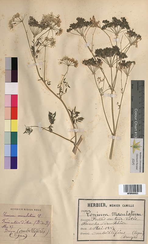 Conium maculatum (Apiaceae)