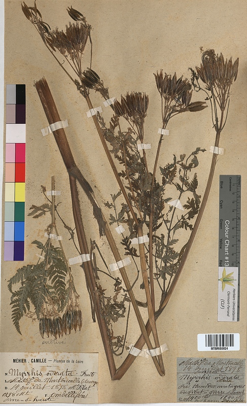 Myrrhis odorata (Apiaceae)