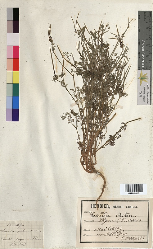 Scandix pecten-veneris (Apiaceae)