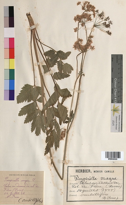 Pimpinella magna (Apiaceae)