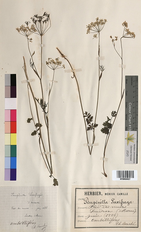 Pimpinella saxifraga (Apiaceae)
