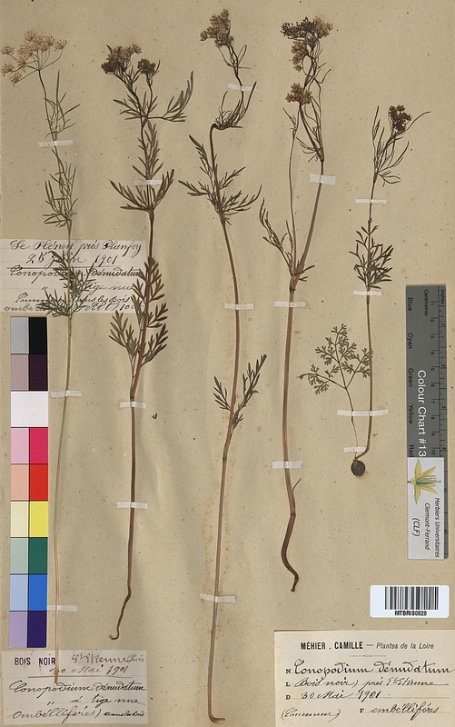 Conopodium denudatum (Apiaceae)