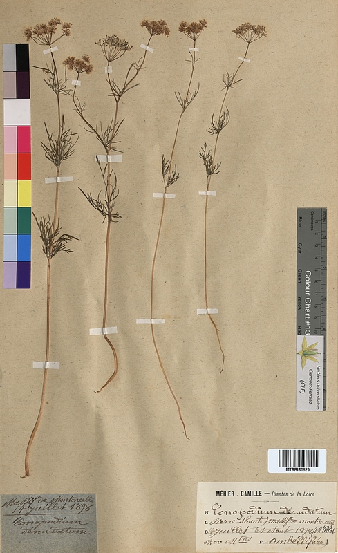 Conopodium denudatum (Apiaceae)