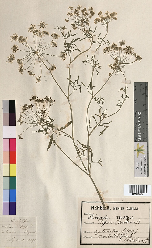Ammi majus (Apiaceae)