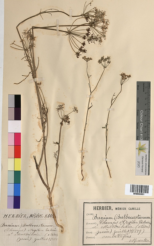 Bunium bulbocastanum (Apiaceae)