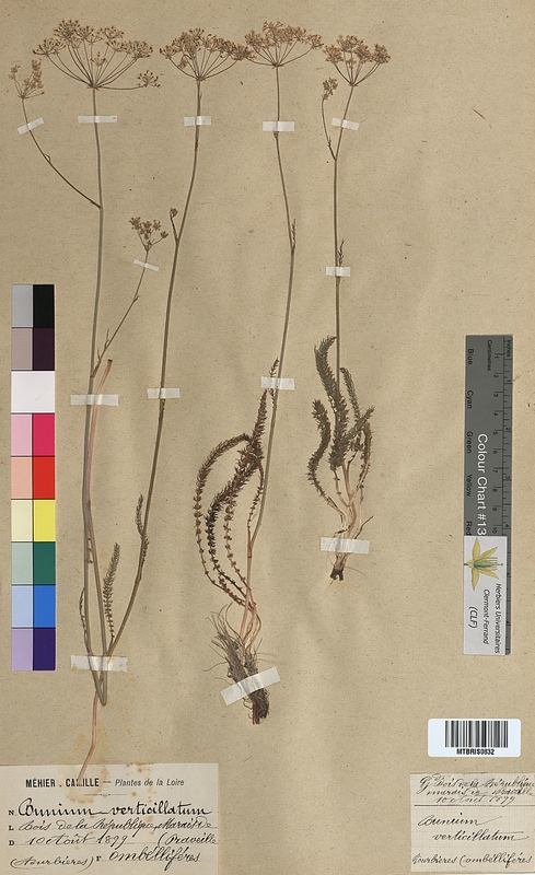 Bunium verticillatum (Apiaceae)