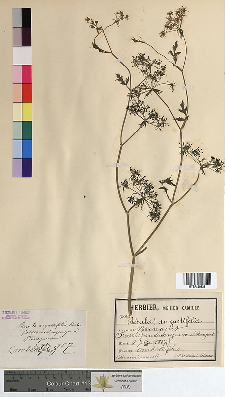 Berula angustifolia (Apiaceae)