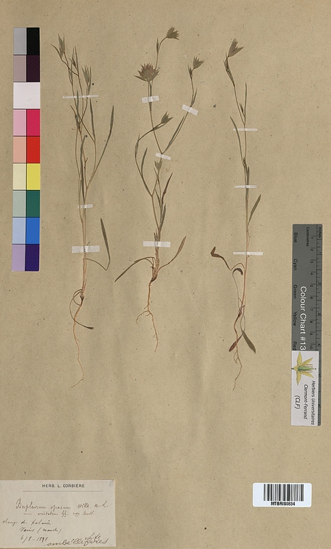 Bupleurum opacum (Apiaceae)