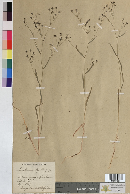 Bupleurum gerardi (Apiaceae)