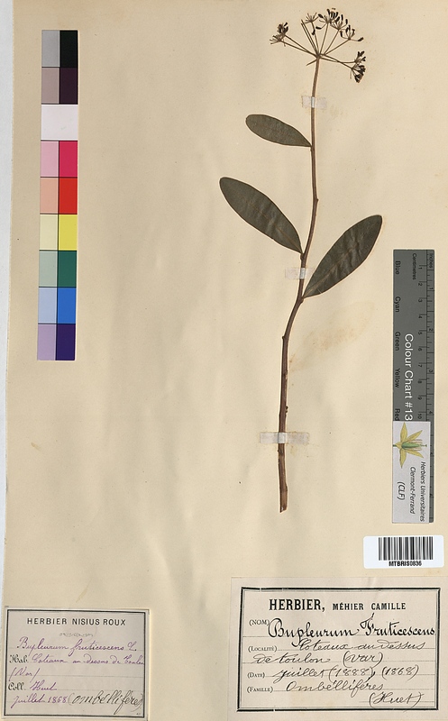 Bupleurum fruticescens (Apiaceae)