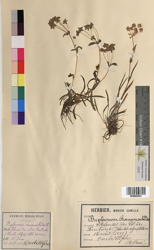 Bupleurum ranunculoides (Apiaceae)