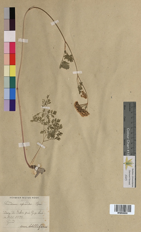 Cnidium apioides (Apiaceae)