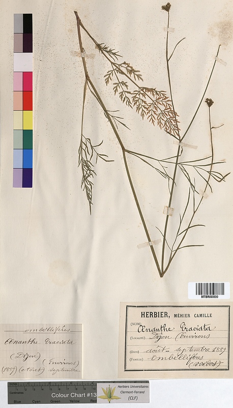 Seseli sp. (Apiaceae)