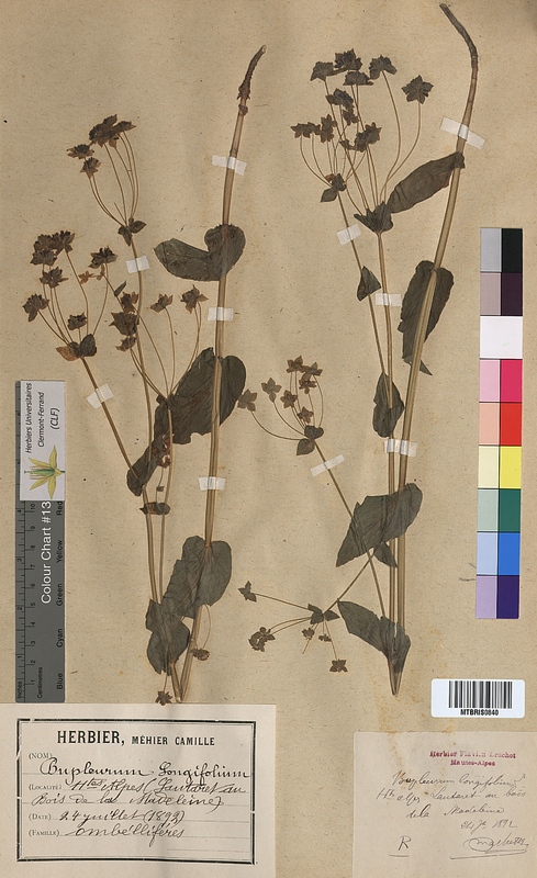 Bupleurum longifolium (Apiaceae)