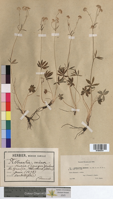 Astrantia minor (Apiaceae)