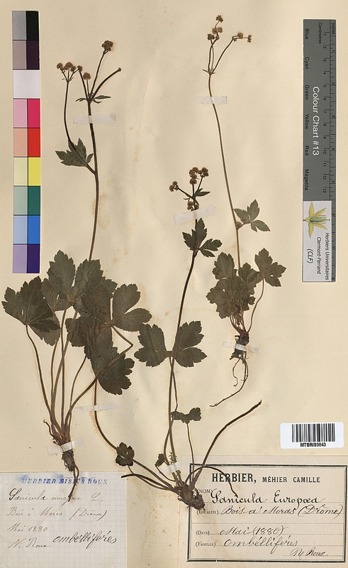 Sanicula europaea (Apiaceae)