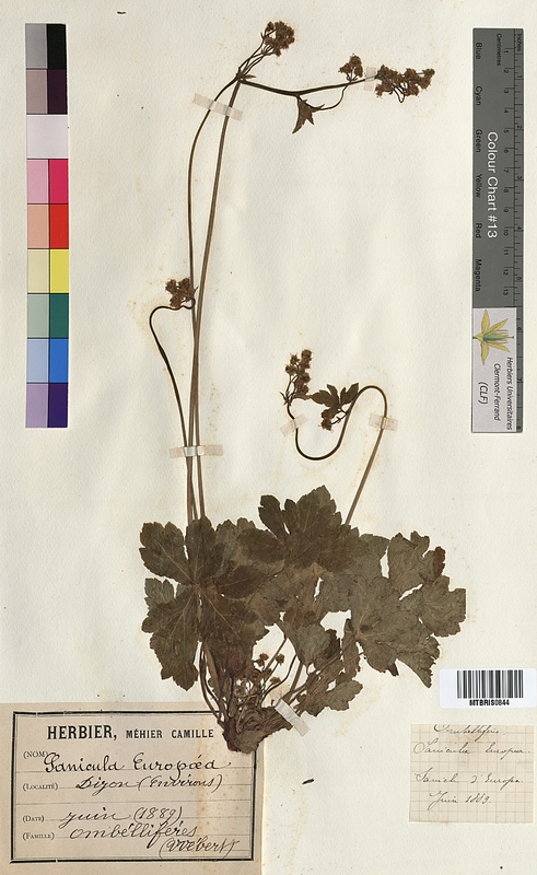 Sanicula europaea (Apiaceae)