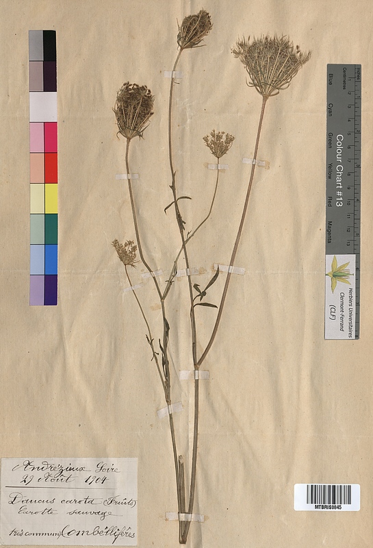 Daucus carota (Apiaceae)