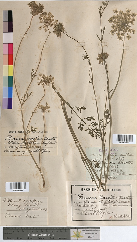 Daucus carota (Apiaceae)