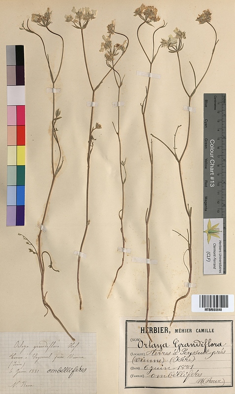 Orlaya grandiflora (Apiaceae)