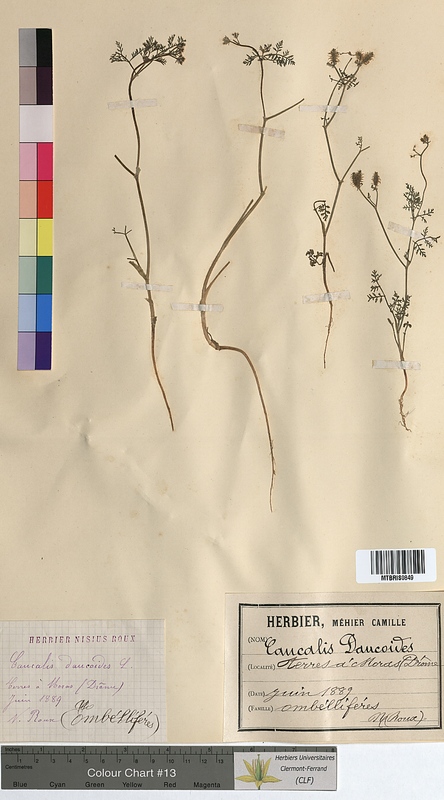 Caucalis daucoides (Apiaceae)