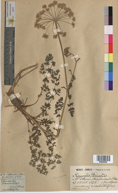 Peucedanum sp. (Apiaceae)
