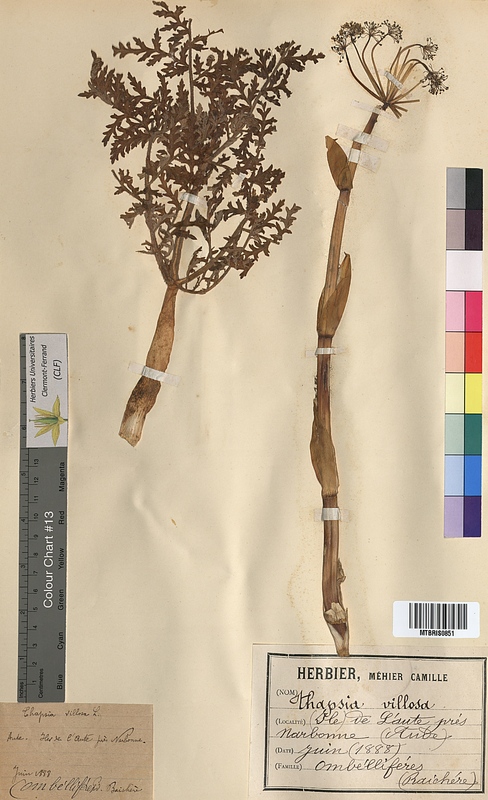 Thapsia villosa (Apiaceae)