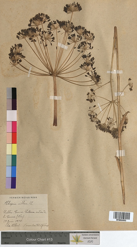 Thapsia villosa (Apiaceae)