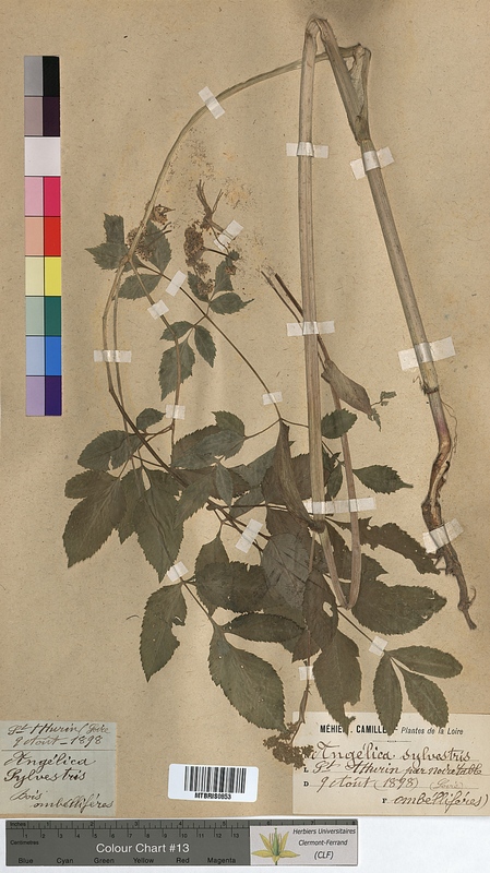 Angelica sylvestris (Apiaceae)