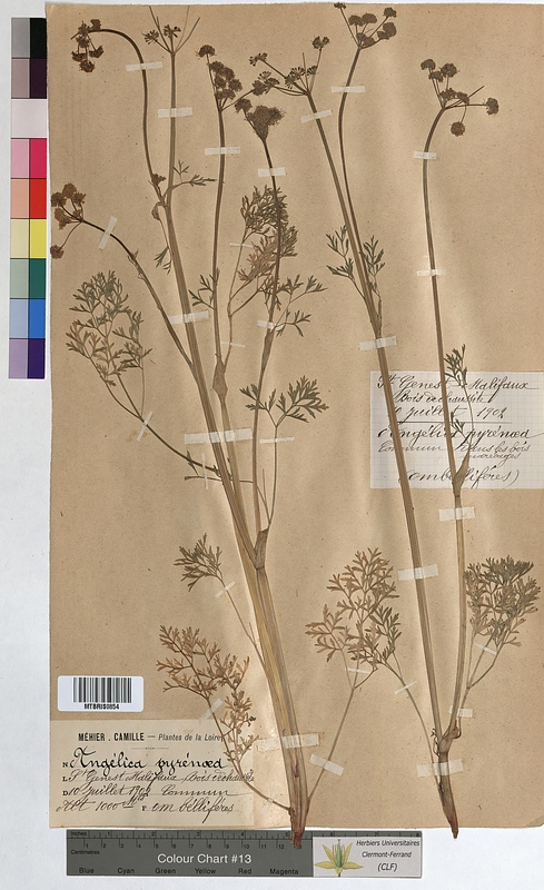Angelica pyrenaea (Apiaceae)
