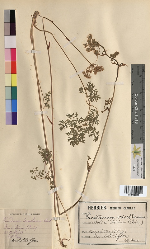 Peucedanum oreoselinum (Apiaceae)
