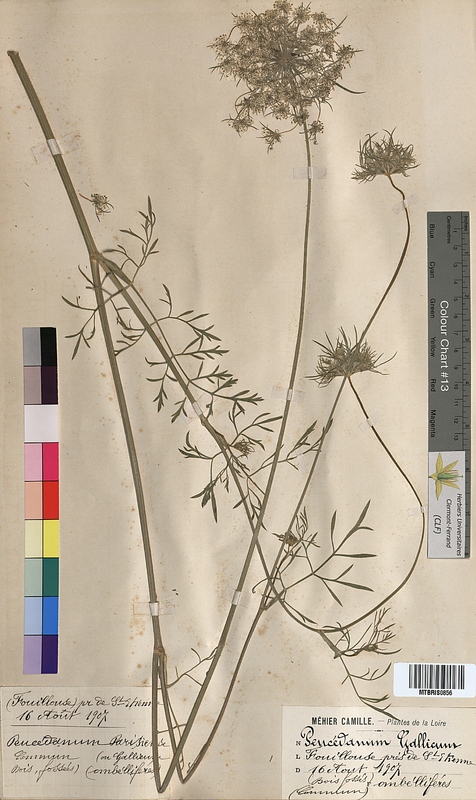 Peucedanum gallicum (Apiaceae)