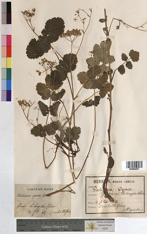 Pastinaca opaca (Apiaceae)