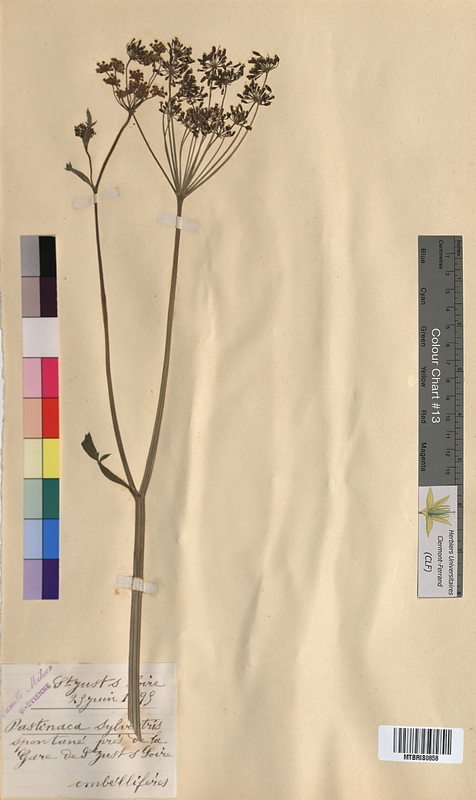 Pastinaca sylvestris (Apiaceae)