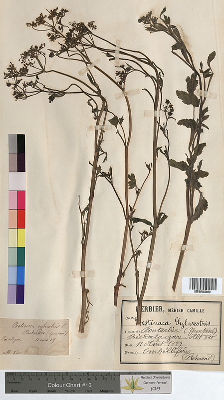 Pastinaca sylvestris (Apiaceae)