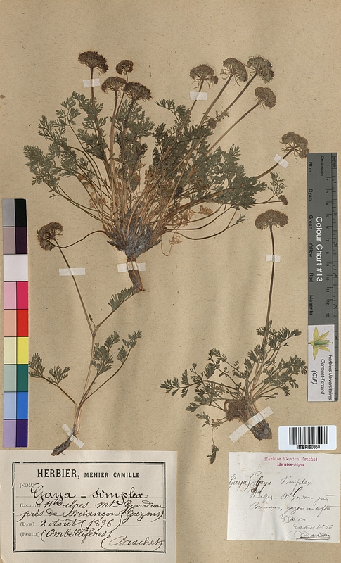 Gaya simplex (Apiaceae)