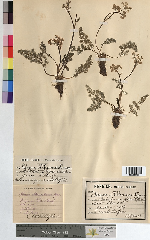 Meum athamanticum (Apiaceae)