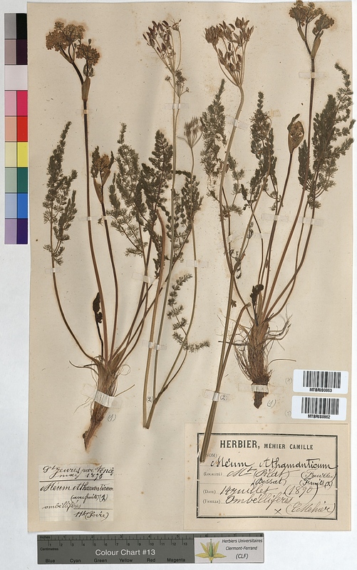 Meum athamanticum (Apiaceae)
