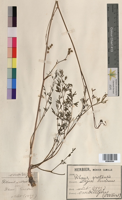 Silaus pratensis (Apiaceae)