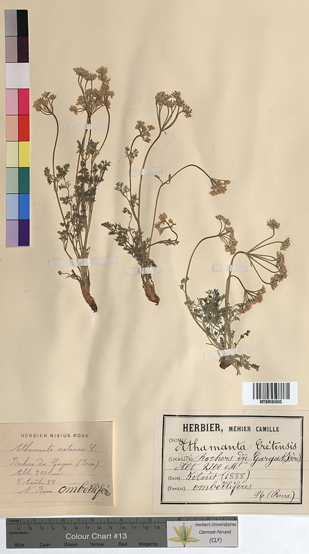 Athamanta cretensis (Apiaceae)