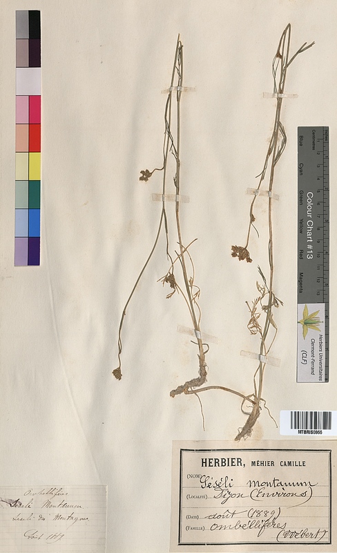 Seseli montanum (Apiaceae)