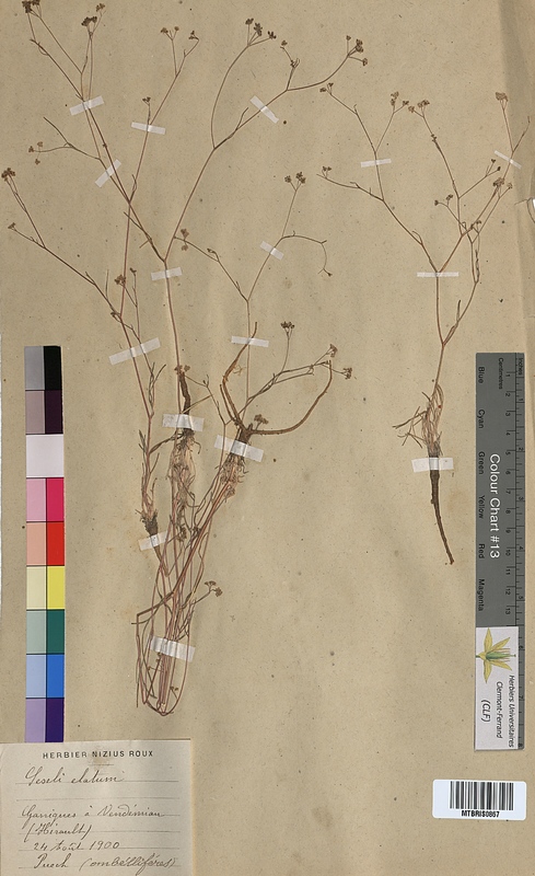 Seseli elatum (Apiaceae)