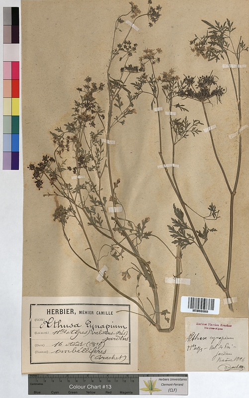 Aethusa cynapium (Apiaceae)