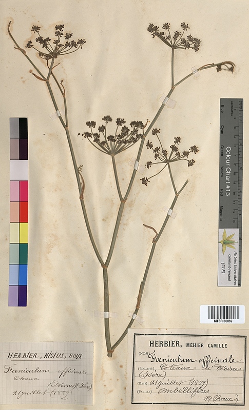 Foeniculum officinale (Apiaceae)
