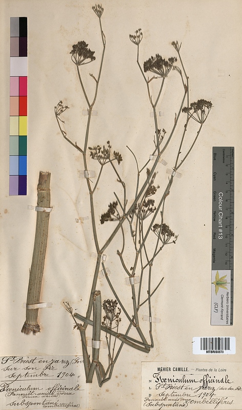 Foeniculum officinale (Apiaceae)