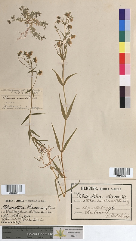 Sherardia arvensis (Rubiaceae)