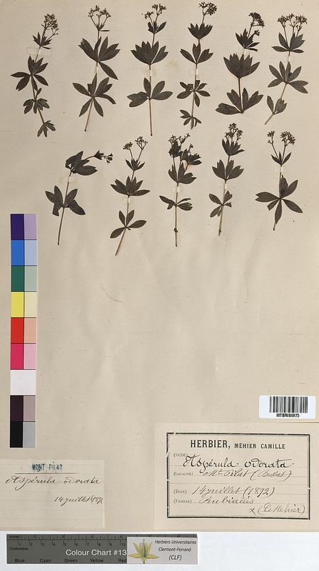 Asperula odorata (Rubiaceae)