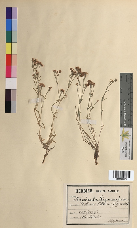 Asperula cynanchica (Rubiaceae)